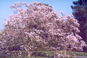 MAGNOLIA