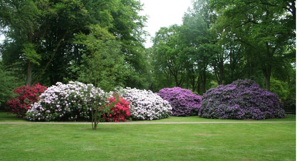 Rhododendronpark_Bremen_14-05-09