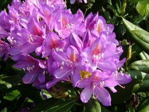 rhododendron_ponticum_flowers_26-05-04